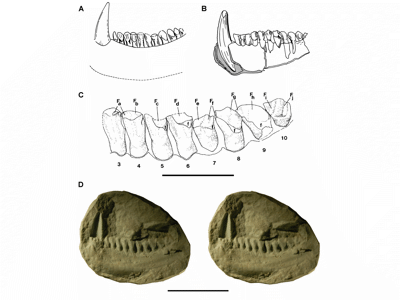 Holotyp / © Paul C. Sereno