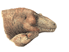 Lythronax / © Joschua Knüppe. Verwendet mit freundlicher Genehmigung des Autors