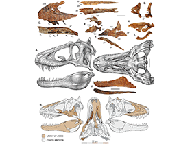 Schädel-Rekonstruktion des Lythronax / Loewen et al. Creative Commons 4.0 International (CC BY 4.0) Schädel-Rekonstruktion des Lythronax / Loewen et al. Creative Commons 4.0 International (CC BY 4.0)