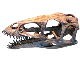 Schädel des Masiakasaurus / James St. John. Creative Commons 2.0 Generic (CC BY 2.0) Schädel des Masiakasaurus / James St. John. Creative Commons 2.0 Generic (CC BY 2.0)