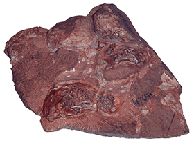 Massospondylus Embryos / Chris Earley, bearbeitet durch Dinodata.de. Creative Commons NonCommercial-ShareAlike 2.0 Generic (CC BY-NC-SA 2.0) Massospondylus Embryos / Chris Earley, bearbeitet durch Dinodata.de. Creative Commons NonCommercial-ShareAlike 2.0 Generic (CC BY-NC-SA 2.0)