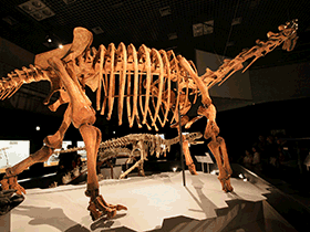 Skelett des Maxakalisaurus / Kabacchi Skelett des Maxakalisaurus / Kabacchi. Creative Commons 2.0 Generic (CC BY 2.0)