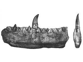 Zeichnung des Kiefers von Megalosaurus. Creative Commons CC0 1.0 Universal (CC0 1.0)