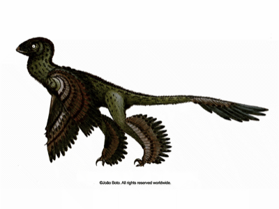 Microraptor / © Joao Boto Microraptor / © Joao Boto. Verwendet mit freundlicher Genehmigung des Autors.
