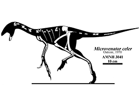 Microvenator / Jaime Headden. Creative Commons NonCommercial-NoDerivs 3.0 Unported (CC BY-NC-ND 3.0) Microvenator / Jaime Headden. Creative Commons NonCommercial-NoDerivs 3.0 Unported (CC BY-NC-ND 3.0)