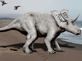 Mojoceratops / © N. Tamura Mojoceratops / © N. Tamura. Verwendet mit freundlicher Genehmigung des Autors.