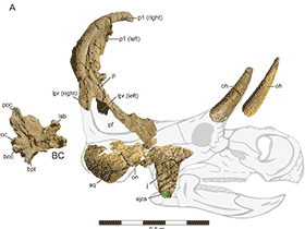 Holotyp
des Machairoceratops / Lund et al. Creative Commons 4.0 International (CC BY 4.0) Holotyp
des Machairoceratops / Lund et al. Creative Commons 4.0 International (CC BY 4.0)