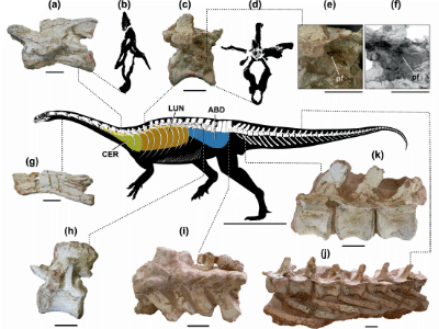 Fossilien / © Aureliano et al.