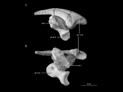 Fußklauen / © Turner et al.