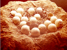 Modell eines Maiasaura-Nest / Paul Rowe.Creative Commons NonCommercial 2.0 Generic (CC BY-NC 2.0)
