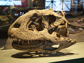 Schädel des Majungasaurus / Dallas Krentzel. Creative Commons 2.0 Generic (CC BY 2.0) Schädel des Majungasaurus / Dallas Krentzel. Creative Commons 2.0 Generic (CC BY 2.0)