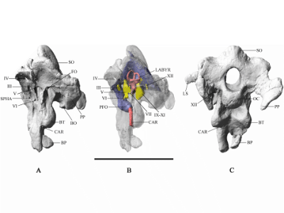 Gehirnschale / © Andrzejewski et al.