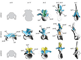 Wirbelknochen des Mamenchisaurus / © Wilson et al. Creative Commons 4.0 International (CC BY 4.0) Wirbelknochen des Mamenchisaurus / © Wilson et al. Creative Commons 4.0 International (CC BY 4.0)