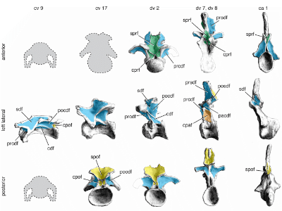 Wirbelknochen des Mamenchisaurus / Wilson et al. Creative Commons 4.0 International (CC BY 4.0) Wirbelknochen des Mamenchisaurus / Wilson et al. Creative Commons 4.0 International (CC BY 4.0)