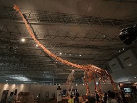 Skelett des Mamenchisaurus / Kabacchi. Creative Commons 2.0 Generic (CC BY 2.0) Skelett des Mamenchisaurus / Kabacchi. Creative Commons 2.0 Generic (CC BY 2.0)