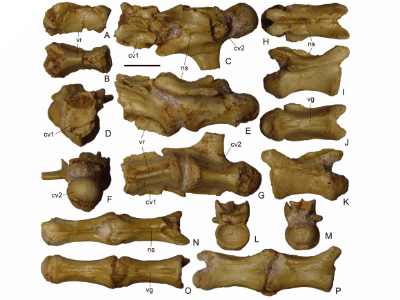 Wirbelknochen / © Averianov et al.