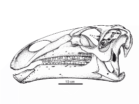 Schädel des Mantellisaurus / David B. Norman. Creative Commons 4.0 International (CC BY 4.0) Schädel des Mantellisaurus / David B. Norman. Creative Commons 4.0 International (CC BY 4.0)
