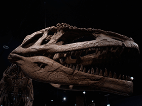 Schädel des Mapusaurus / Bong Grit. Creative Commons NonCommercial-NoDerivs 2.0 Generic (CC BY-NC-ND 2.0) Schädel des Mapusaurus / Bong Grit. Creative Commons NonCommercial-NoDerivs 2.0 Generic (CC BY-NC-ND 2.0)