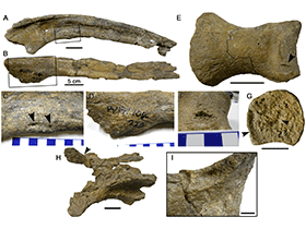 Fossilien des Mapusaurus / Bell & Coria. Creative Commons 4.0 International (CC BY 4.0) Fossilien des Mapusaurus / Bell & Coria. Creative Commons 4.0 International (CC BY 4.0)