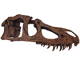 Schädel des Marshosaurus / James St. John (bearbeitet durch Dinodata.de). Creative Commons 2.0 Generic (CC BY 2.0) Schädel des Marshosaurus / James St. John (bearbeitet durch Dinodata.de). Creative Commons 2.0 Generic (CC BY 2.0)