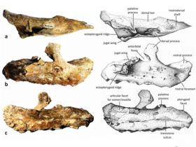 Kiefer des Matheronodon / Godefroit et al. Creative Commons 4.0 International (CC BY 4.0) Kiefer des Matheronodon / Godefroit et al. Creative Commons 4.0 International (CC BY 4.0)