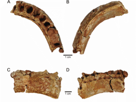 Kiefer des Maxakalisaurus / Franca et al. Kiefer des Maxakalisaurus / Franca et al.