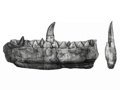 Kiefer des Megalosaurus