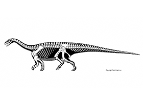 Melanorosaurus / © Scott Hartman. Verwendet mit freundlicher Genehmigung des Autors. Melanorosaurus / © Scott Hartman. Verwendet mit freundlicher Genehmigung des Autors.