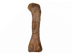 Femur des Melanorosaurus / Peyre de Fabrègues et al. Creative Commons 4.0 International (CC BY 4.0)