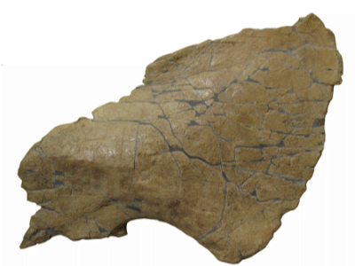 Schuppenbein (Squamosum) / © Rivera-Sylva