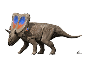 Mercuriceratops / © N. Tamura. Verwendet mit freundlicher Genehmigung des Autors.