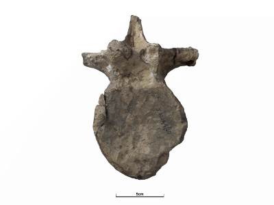 Wirbelknochen / © Oxford Museum of Natural History / GB3D Type Fossils Database