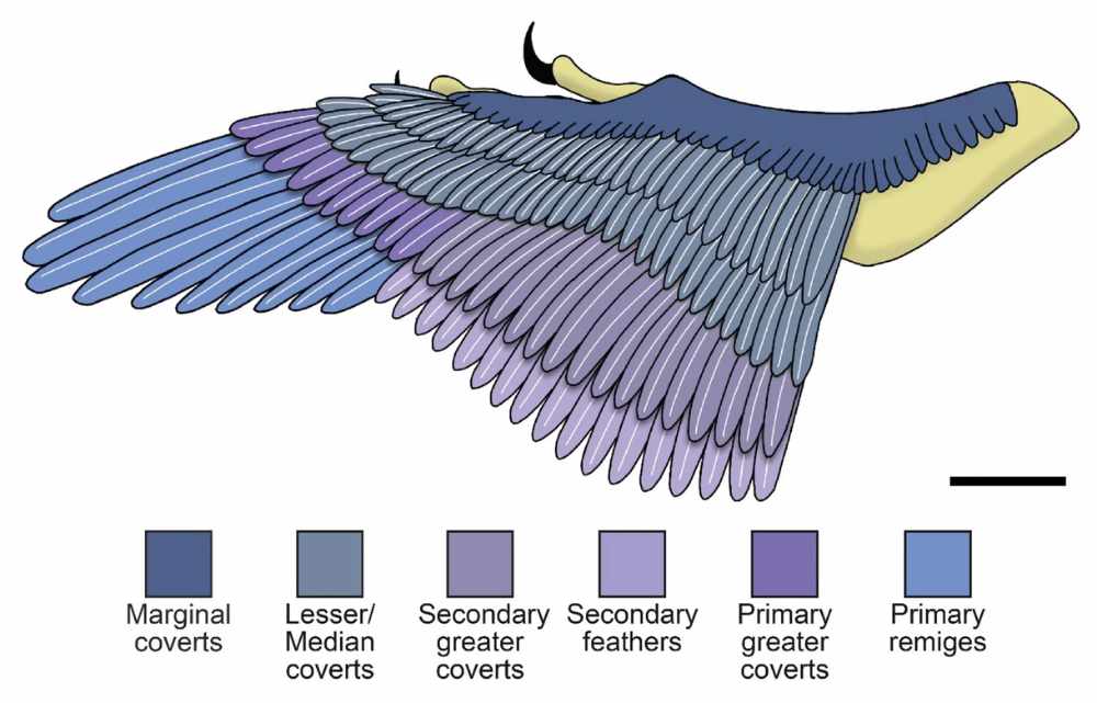 Vorderfluegelgefieder / © Grosmougin et al.