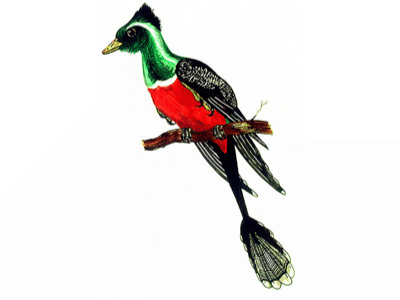 Microraptor / © Martin F. Chavez Microraptor / © Martin F. Chavez. Verwendet mit freundlicher Genehmigung des Autors.