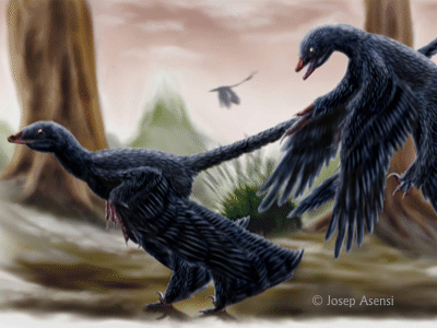 Microraptor / © Josep Asensi. Verwendet mit freundlicher Genehmigung des Autors.