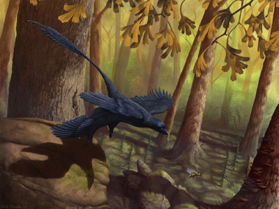 Microraptor / © Emily Willoughby. Verwendet mit freundlicher Genehmigung der Autorin