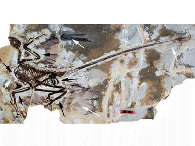 Federabdrücke des Microraptor / © Hone et al. Creative Commons 4.0 International (CC BY 4.0) Federabdrücke des Microraptor / © Hone et al. Creative Commons 4.0 International (CC BY 4.0)