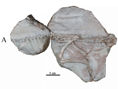 Holotyp / © Manitkoon et al.