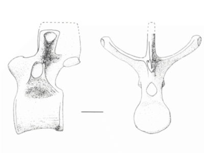 Wirbelknochen / © R. E. Molnar