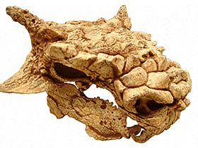 Schädel des Minotaurasaurus. Bild ist gemeinfrei (Public domain) Schädel des Minotaurasaurus. Bild ist gemeinfrei (Public domain)