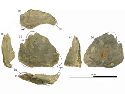 Halswirbelplatte / © Francisco Costa