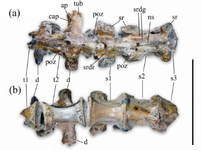 Wirbelknochen / © Delcourt et al.