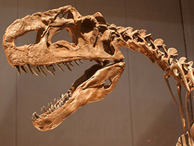 Schädel des Monolophosaurus / Kabacchi. Creative Commons 2.0 Generic (CC BY 2.0) Schädel des Monolophosaurus / Kabacchi. Creative Commons 2.0 Generic (CC BY 2.0)