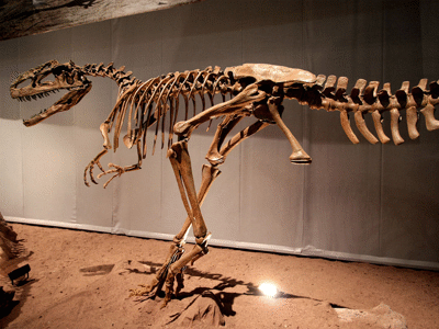 Skelett des Monolophosaurus / Kabacchi. Creative Commons 2.0 Generic (CC BY 2.0)