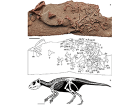 Fossil des Mosaiceratops
/ Zheng et al. Creative Commons 4.0 International (CC BY 4.0) Fossil des Mosaiceratops
/ Zheng et al. Creative Commons 4.0 International (CC BY 4.0)