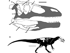Murusraptor / Coria & Currie. Creative Commons 4.0 International (CC BY 4.0) Murusraptor / Coria & Currie. Creative Commons 4.0 International (CC BY 4.0)
