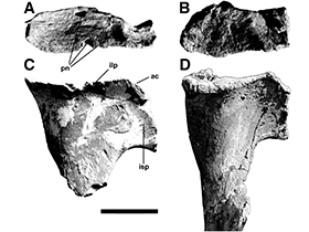 Pubis des Murusraptor / Coria & Currie. Creative Commons 4.0 International (CC BY 4.0) Pubis des Murusraptor / Coria & Currie. Creative Commons 4.0 International (CC BY 4.0)
