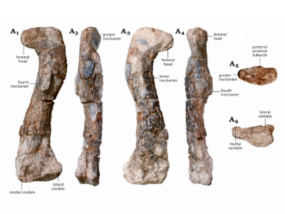 Holotyp / © Barrett et al. Holotyp / © Barrett et al.