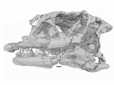 Schädel / © Pol et al.