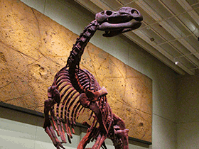 Skelett des Muttaburrasaurus / Neil Thompson. Creative Commons NonCommercial-NoDerivs 2.0 Generic (CC BY-NC-ND 2.0) Skelett des Muttaburrasaurus / Neil Thompson. Creative Commons NonCommercial-NoDerivs 2.0 Generic (CC BY-NC-ND 2.0)